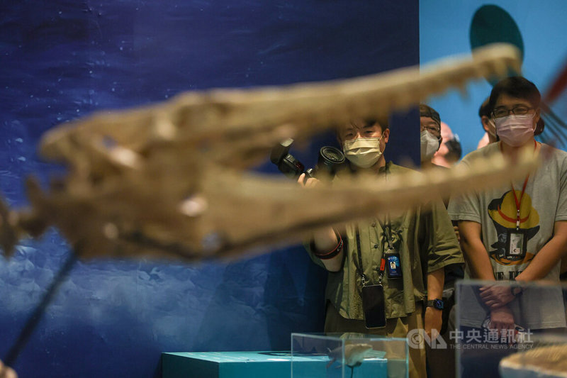 國立台灣博物館推出「水怪—水棲爬行動物化石展」,27日舉行開幕典禮,場內展示扁掌滄龍等多件骨骼化石,民眾可認識多樣形態的水棲爬行動物家族。中央社記者鄭清元攝 111年6月27日