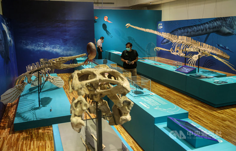 國立台灣博物館推出「水怪—水棲爬行動物化石展」,展覽從尼斯湖水怪傳聞談起,介紹活躍於中生代蛇頸龍、海龍、滄龍和魚龍等水棲爬行動物的起源、演化及生殖策略,並展出各類群難得一見的珍貴化石。中央社記者鄭清元攝 111年6月27日