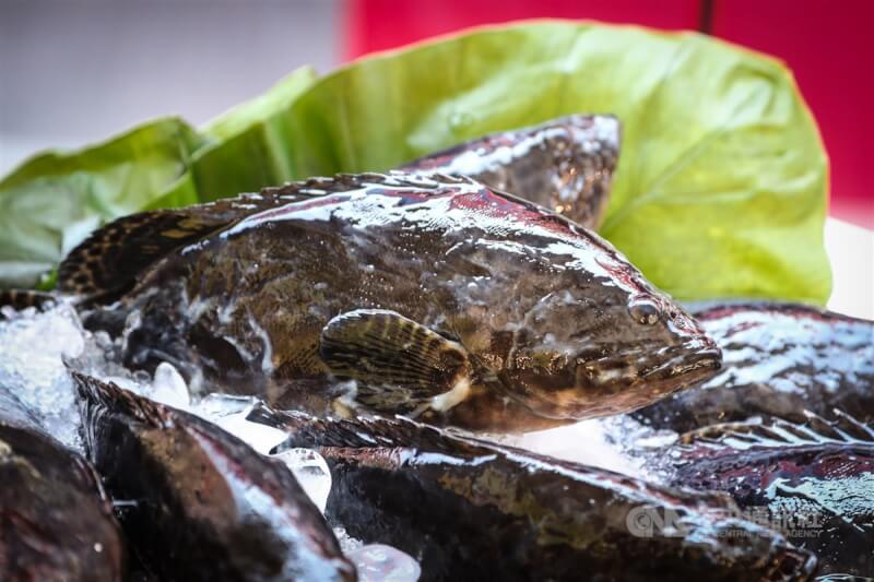 漁業署副署長林國平表示，屏東縣政府預計29日舉辦的石斑魚拓銷日本記者會喊停，與「價錢的問題」有關。圖為石斑魚。（中央社檔案照片）