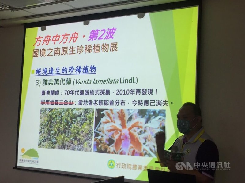 「方舟中方舟 國境之南原生珍稀植物展第2波」7月起在墾丁開展,其中林試所恆春研究中心保種、繁殖有成的17種極度瀕危植物,以「命懸一線」議題展出,恆春研究中心副研究員張藝翰表示,雅美萬代蘭的保種,是有志工告知認識的老人家有,登門拜訪獲提供促成的。中央社記者楊淑閔攝 111年6月30日
