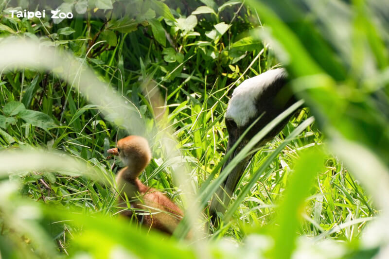 (圖取自facebook.com/TaipeiZoo)