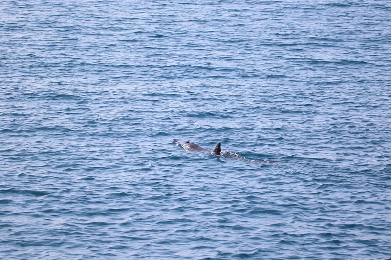 近日有民眾在高雄港洲際碼頭發現海豚，海保署表示，初步研判應該是西海岸可見的瓶鼻或糙齒海豚。（海保署提供）中央社記者曾以寧傳真  111年7月3日