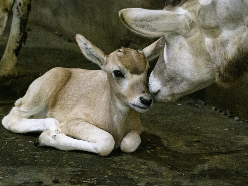 台北市立動物園弓角羚羊族群睽違4年，迎來一隻雌性寶寶，健康狀態良好且充滿好奇心。（台北市立動物園提供）中央社記者陳昱婷傳真 111年7月4日