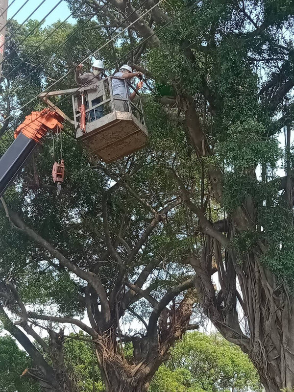 高雄日前有工人為修樹抓走2隻二級保育類鳳頭蒼鷹幼鳥,高雄鳥會與市府合作展開送回雛鳥大作戰,以塑膠籃為底建人工鳥巢,再由工人以吊車將塑膠籃人工鳥巢和鶵鳥送回枝頭。(高雄市政府提供)中央社記者曾以寧傳真 111年7月4日