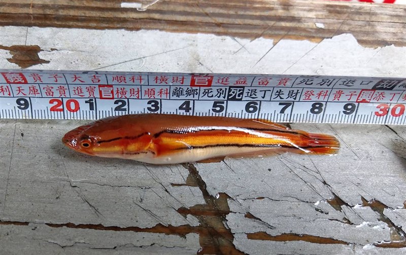 圖為體長約9公分的小魚虎。(日月潭一等高提供)