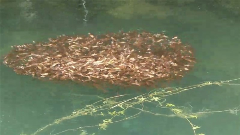 日月潭魚虎進入繁殖期,水面經常出現一群一群的「魚虎球」。(日月潭一等高提供)