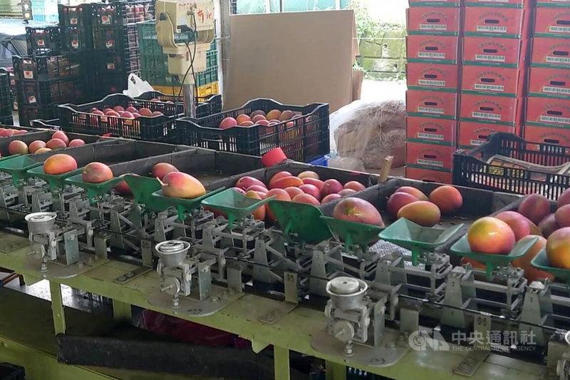 台南市農業局6日指出,今年芒果產量大減,南化區農會啟動運銷作業以來,至今到貨量約僅往年同期2成,價格也上漲不少。中央社記者楊思瑞攝 111年7月6日