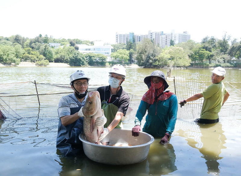 清華大學7日發布新聞稿表示,校內成功湖進行大規模整治,清除淤泥、改善水質並建造碼頭,將重啟划船遊湖等活動,預計明年完成環湖生態步道及整治,也重現師生校友徒步環湖夢想。圖為成功湖近期也進行撈魚作業,清華總務長顏東勇(左1)捧著魚頭跟人頭一樣大的大頭鰱。 (清華大學提供)中央社記者郭宣彣傳真 111年7月7日