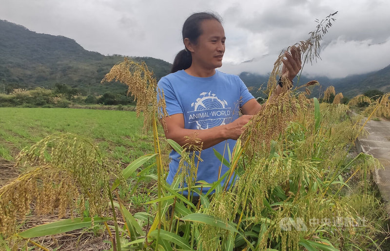 一心想種植原住民傳統穀物的布農族青年邱曉徵，找到在部落消失半世紀的油芒，他後來才知道原來種下的，是中研院口中的「超級未來食物」。中央社記者盧太城台東攝 111年7月7日