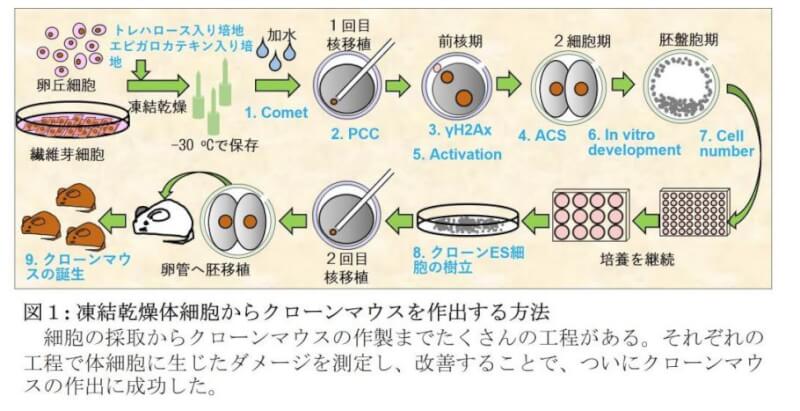 圖為日本科學家利用冷凍乾燥細胞複製實驗老鼠的研究步驟。(圖取自山梨大學網頁yamanashi.ac.jp)
