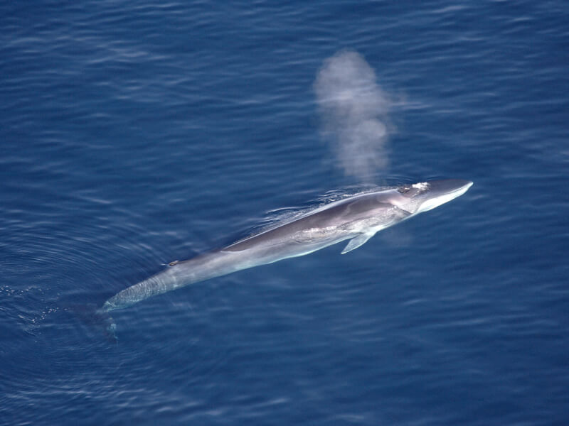 圖為2005年格陵蘭海域一頭出水換氣的長鬚鯨。（圖取自維基共享資源網頁；作者Aqqa Rosing，CC BY 2.0）