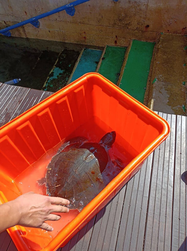2隻保育類欖蠵龜在澎湖望安東嶼坪海域意外纏網,8日被潛水客發現救援,但其中一隻已死亡,另一隻則交由交通船送至馬公,由水試所澎湖海龜收容中心安置照護。(葉生弘提供)中央社 111年7月9日