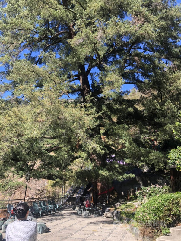 神木谷假期大飯店內一株千年五葉松神木,是台中谷關地區知名地標,樹高36公尺、樹圍需要6人才能環抱。9日上午樹木倒塌,幸未造成人員傷亡。中央社記者趙麗妍攝 111年7月9日