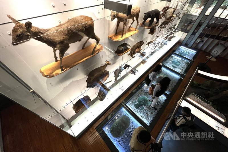 經歷2個多月閉館更新的國立台灣博物館古生物館,12日將重新開館,學生可利用暑假期間前往參觀,探索生命演化的過程。中央社記者徐肇昌攝 111年7月11日