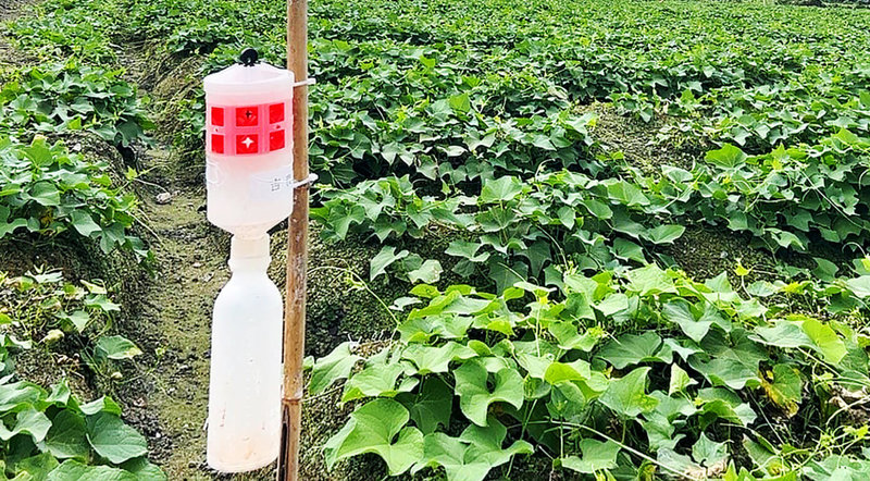 斜紋夜蛾幼蟲危害的作物高達60多種,農友可在種植作物前先放水淹田與耕犁滅除幼蟲和蛹,種植期間可直接摘除卵塊及田區施掛性費洛蒙陷阱(圖)誘殺雄性成蟲。(花蓮縣政府提供)中央社記者李先鳳傳真 111年7月11日