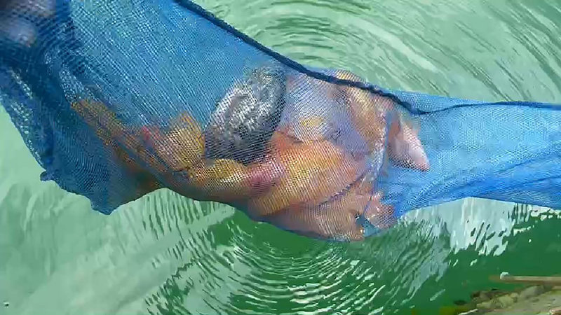 紅魔鬼魚(橘紅色魚身)生存在日月潭10多年,早年是迫害當地生態主要魚種,吃掉許多潭蝦,但肉質鮮嫩好吃、價格高。不過110年大旱導致日月潭水位大降,紅魔鬼魚無處可躲,遭魚虎攻擊,今年族群數量降低許多。(日月潭一等高提供)中央社記者蕭博陽南投縣傳真 111年7月13日