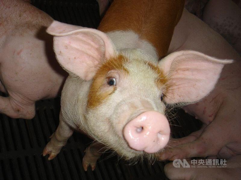 農委會13日表示，繼口蹄疫拔針，相關規劃進展若順利，明年7月全國豬場傳統豬瘟將拔針。（中央社檔案照片）