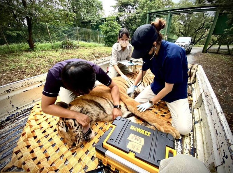 工作人員安排孟加拉虎等動物上車，6月10日凌晨南下高雄，從六福村運送動物到壽山動物園。（壽山動物園提供）中央社記者曾以寧傳真 111年7月15日