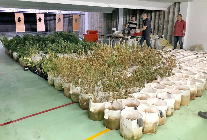 新北市永和警分局16日表示,留美醫學碩士的張姓男子與友人透過網路購買大麻種子,與2名友人在花蓮玉里家中倉庫種植大麻,警方日前分別逮獲張男等3人,起出大麻植株413株,成品17餘公斤,移送檢方偵辦。(民眾提供)中央社記者黃旭昇新北傳真 111年7月16日