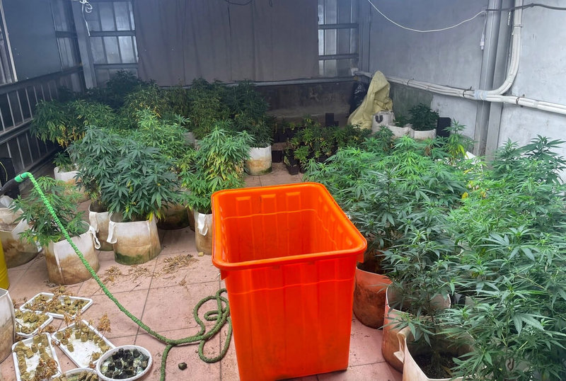 新北警方16日表示,張姓男子是留美醫學碩士,與2名友人在花蓮玉里家中倉庫種植大麻,全案查扣大麻植株共413株,大麻成品17.29公斤及大批製毒工具,粗估黑市價值約新台幣1億元,3名犯嫌將依法偵辦。(民眾提供)中央社記者黃旭昇新北傳真 111年7月16日