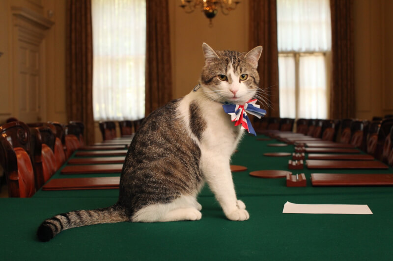 英國國際貿易副大臣摩丹特透露，若她擔任首相可能帶著4隻貓搬進官邸。使長住官邸的英國第一貓賴瑞（圖）的去向成外界關注焦點。（圖取自英國政府網頁gov.uk）