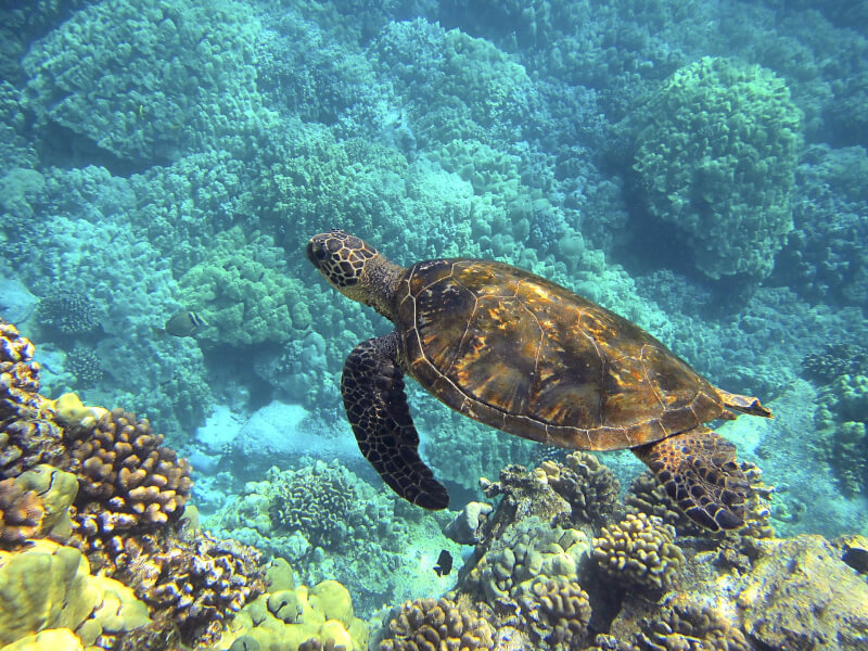 日本沖繩久米島上週有至少30隻瀕臨絕種的綠蠵龜慘遭「割頸」。（示意圖／圖取自Pixabay圖庫）