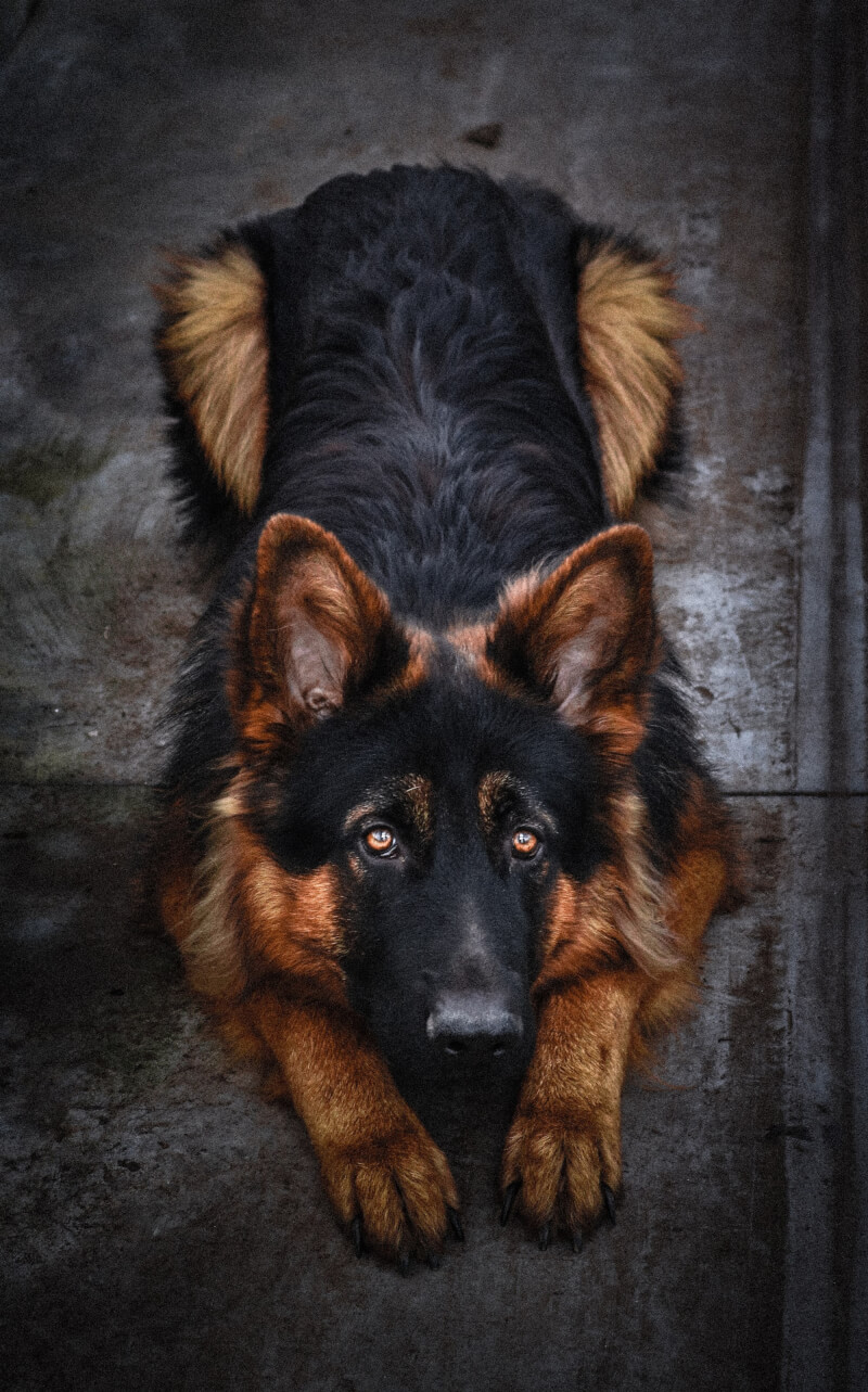 印度媒體報導，一隻德國狼犬最近因違反禁酒令與主人一同被捕。（示意圖非當事狗／圖取自Unsplash圖庫）