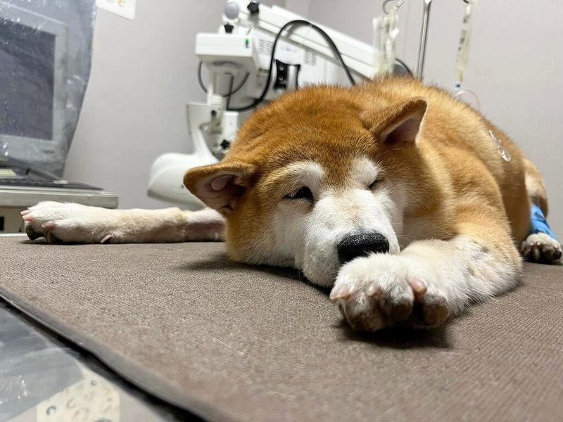 新北市安溪國中19日表示,校犬「可樂」不敵病魔摧殘過世,18日火化樹葬,結束12年陪伴校園師生的美好歲月。(安溪國中提供)中央社記者黃旭昇新北傳真 111年7月19日