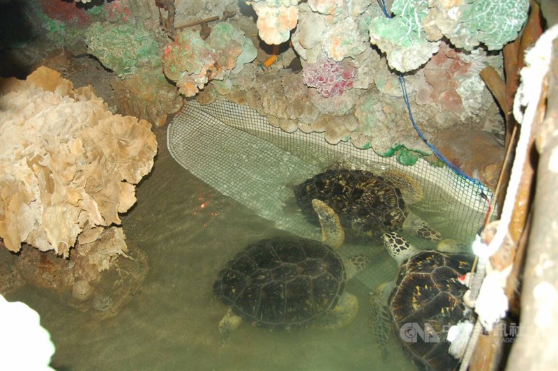 澎湖大義宮所飼養5隻保育類海龜，6月27日有2隻綠蠵龜死亡，7月初再發生1隻玳瑁死亡。中華鯨豚協會進行病理解剖，將就大義宮飼養池水質等提出報告，了解海龜死因。圖為先前所飼養的海龜。中央社 111年7月19日