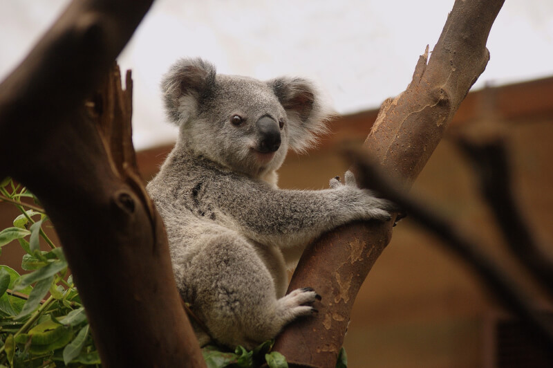 澳洲19日公布的報告指出，特有野生物種正因旱災、全球暖化等影響日漸消失。圖為澳洲國寶無尾熊。（圖取自Pixabay圖庫）