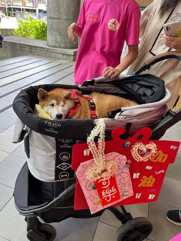 新北市安溪國中19日表示,校犬「可樂」16日病逝,18日火化。生病期間同學們協助推著車子照顧(圖),也學習著接受人與狗,都可能會有非預期的困境。(安溪國中提供)中央社記者黃旭昇新北傳真 111年7月19日