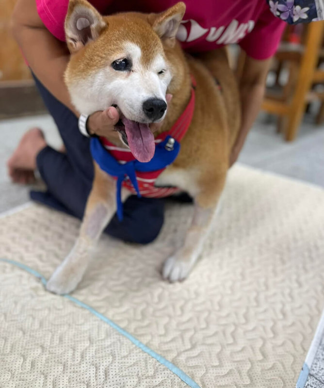 新北市安溪國中19日表示,校犬「可樂」(圖)不敵病魔摧殘過世,已火化樹葬,可樂是生命教育的走動活教材也是共同記憶,開學後將舉辦追思會。(安溪國中提供)中央社記者黃旭昇新北傳真 111年7月19日