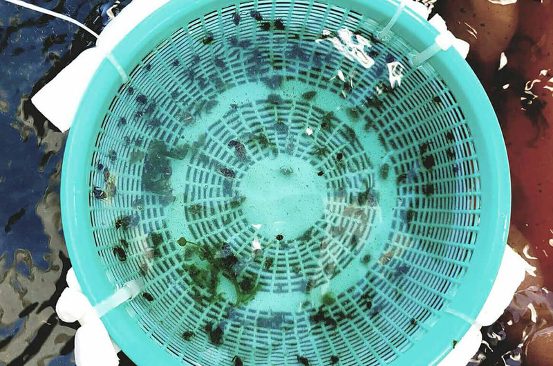 農委會水試所澎湖海洋生物研究中心21日在大倉灣海草復育區海域放流10萬隻沙蟹稚蟹，每隻約在1公分左右，工作人員利用管路進行放流，茂密的海草葉片能讓稚蟹棲息躲藏，不易被捕食，順利成長。（水產試驗所澎湖海洋生物研究中心提供）中央社 111年7月21日