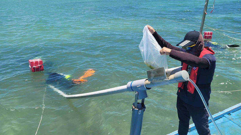 水試所澎湖海洋生物研究中心民國103年在大倉灣北端海域設置海草復育區,以人工移植近5萬株海草,也持續做為沙蟹稚蟹放流場域,幫助提升沙蟹存活率,21日再放流10萬隻稚蟹。(水試所澎湖海洋生物研究中心提供)中央社 111年7月21日