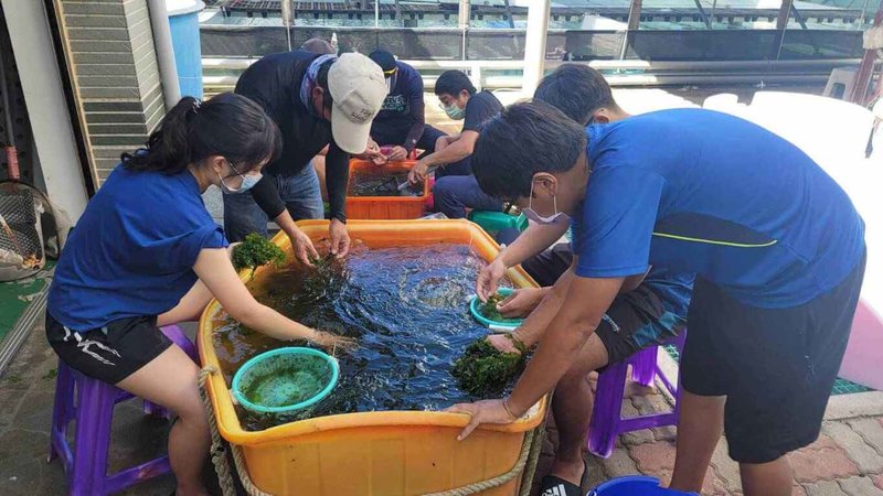 水產試驗所澎湖海洋生物研究中心21日在大倉北海草移植復育區海域放流10萬隻沙蟹稚蟹,並籲請民眾不要採捕10公分以下的沙蟹,讓沙蟹的漁業資源得以永續。(水產試驗所澎湖海洋生物研究中心提供)中央社 111年7月21日