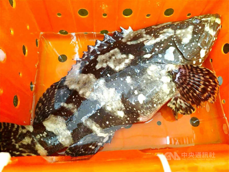 澎湖馬公釣客陳凱翔22日在西嶼岸際以一支釣拉起一尾重達5斤2兩的龍虎斑,他受訪時表示,想不透如何在岸際淺坪區釣到這麼大隻的龍虎斑,懷疑可能是箱網養殖落跑的。中央社 111年7月22日