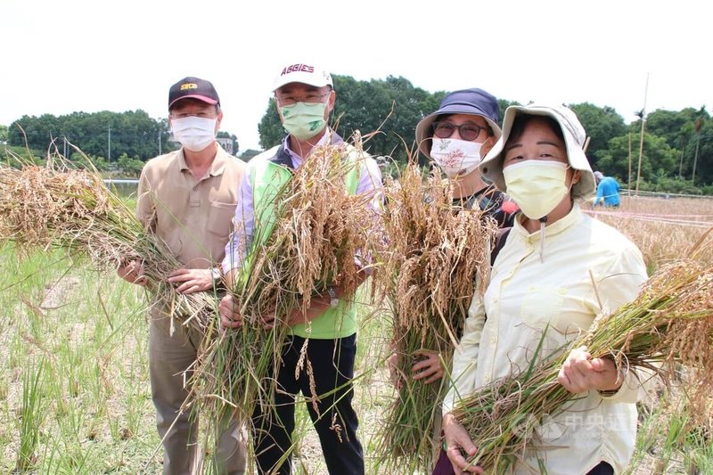 「黑泥季」23日在彰化縣溪州鄉登場,適逢護水運動10週年,邀請農委會主委陳吉仲(左2)共同復刻當年的割稻起義護水行動。中央社記者蕭博陽彰化縣攝 111年7月23日