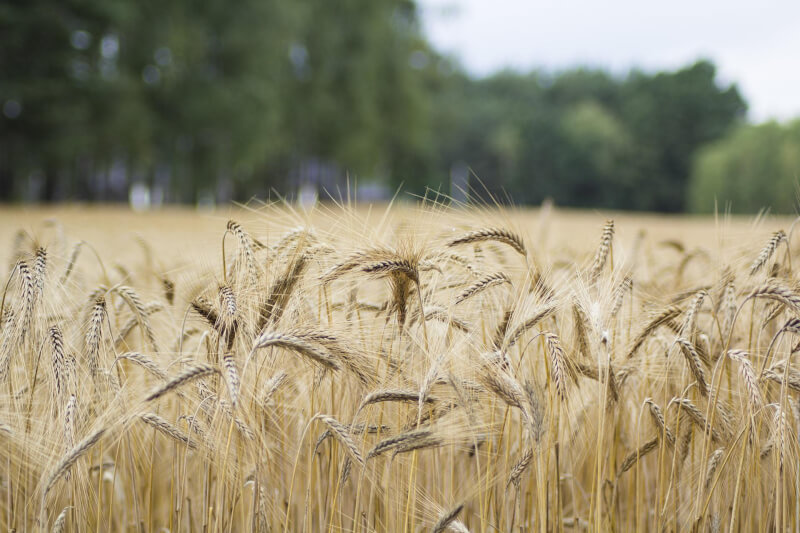 俄羅斯與烏克蘭簽署協議讓穀物得以從黑海港口輸出，小麥價格22日下跌。（圖取自Pixabay圖庫）