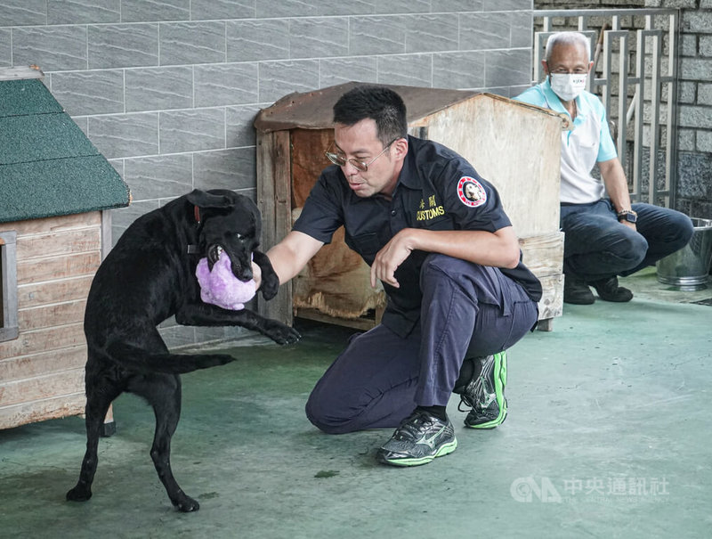 財政部關務署旗下的海關緝毒犬培訓中心人員張哲培,與狗狗Wiki拔河。中央社記者張璦攝 111年7月24日