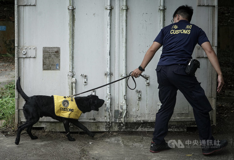 財政部關務署旗下的海關緝毒犬培訓中心領犬員,與狗狗進行緝菸犬模擬訓練。中央社記者張璦攝 111年7月24日