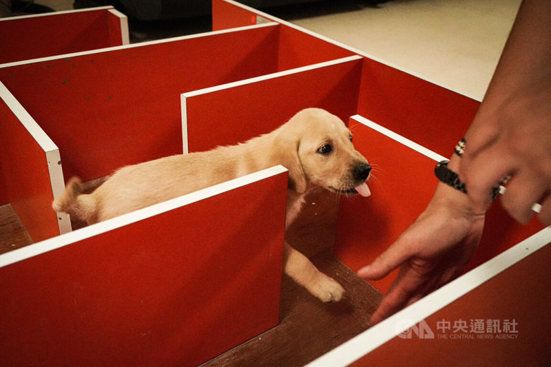 財政部關務署旗下的海關緝毒犬中心幼犬,在培育人員引導下,穿梭在迷宮設施。中央社記者張璦攝 111年7月24日