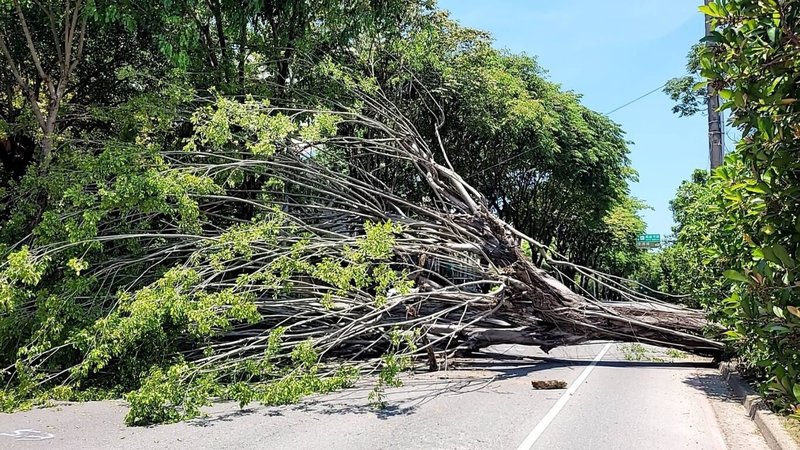 高雄24日天氣晴朗無風雨，但上午11時45分左右正修科大附近卻有路樹突然倒塌，幸無人車傷損。（民眾提供）中央社記者曾以寧傳真  111年7月24日