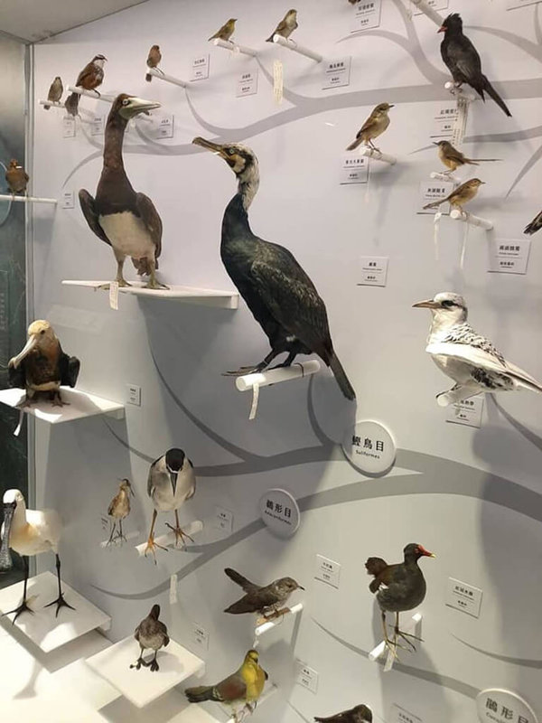 特有生物研究保育中心與國立海洋科技博物館舉辦「海有個鳥地方—台灣北部濱海鳥類特展」，歡迎民眾暑期前往參觀。（特生中心提供）中央社記者楊淑閔傳真  111年7月26日