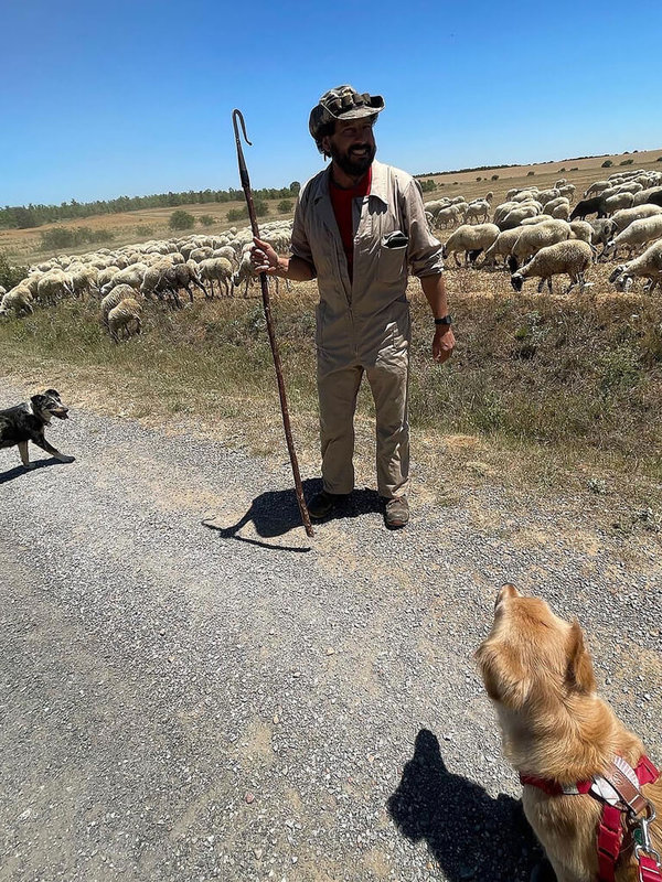 來自台灣的黃金獵犬Money在朝聖路上遇見羊群和牧羊犬，與西班牙牧羊人相視而笑。（Burger Han提供）中央社記者胡家綺馬德里傳真 111年7月27日