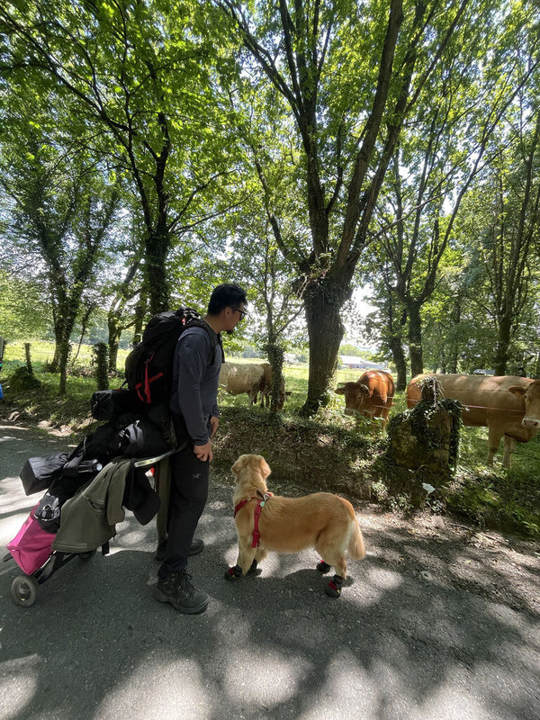 來自台灣的黃金獵犬Money在朝聖路上遇見西班牙加利西亞特產的金毛牛，停下腳步好奇觀看。背負同行夥伴行李、以及Money的飼料與拖車的主人，也趁機停步稍事休息。（Burger Han提供）中央社記者胡家綺馬德里傳真 111年7月27日