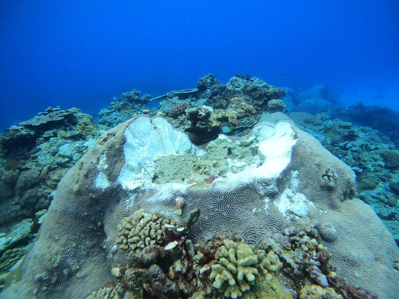 台東綠島潛水勝地石朗保護區，最近連續發生工程船錨鍊破壞珊瑚礁事件，慘不忍睹。（侯政廉提供）中央社記者盧太城台東傳真 111年7月28日