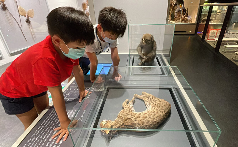 台灣科學教育館歷經5年規劃更新「生物多樣性常設展廳」,29日正式開幕,展出野生動物遭「路殺」的情景模擬與通報系統等,吸引小朋友目光。(科教館提供)中央社記者陳至中傳真 111年7月29日