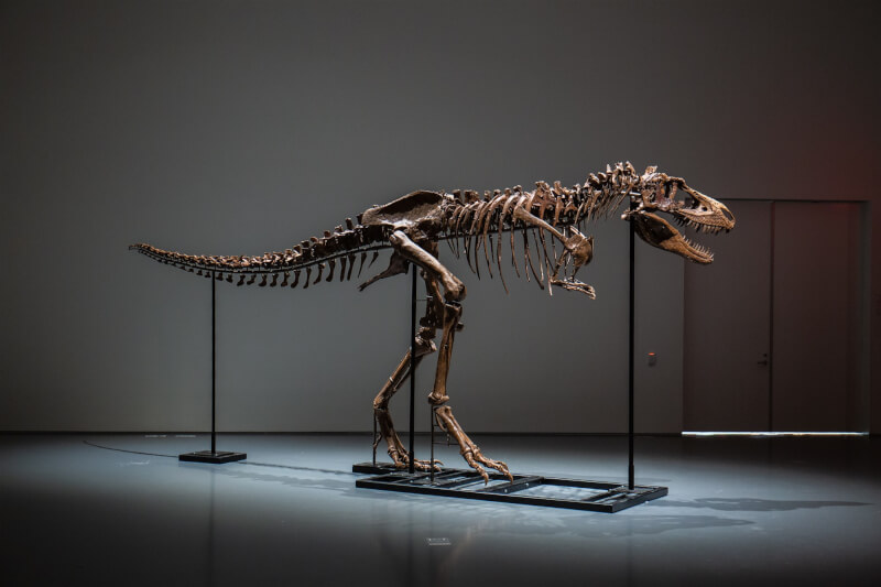 國際拍賣公司蘇富比表示，暴龍近親「魔龍」的首具骨骼化石29日在紐約拍賣會以610萬美元（約新台幣1.8億元）的高價售出。（圖取自twitter.com/Sothebys）