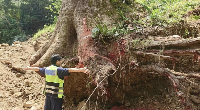 陳姓主嫌等5人在台東縣太麻里山區盜伐百年茄苳樹,以相同手法犯案企圖銷贓牟利,遭盜伐的百年茄苳樹重達26公噸,樹體碩大,超過1個成人手臂張開的寬度。(保七總隊提供)中央社記者李卉婷傳真 111年8月1日