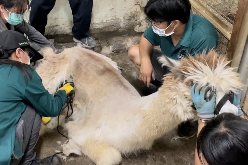 高雄壽山動物園保育員每年夏季身兼「美髮師」工作,幫羊駝甩掉蓬鬆毛髮避免中暑。羊駝「土星」採坐姿理髮。(高雄市觀光局提供)中央社記者蔡孟妤傳真 111年8月2日